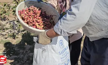 پسته‌ها در کویر خلیل‌آباد، در آب شور می‌رویند