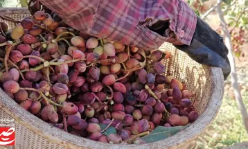 پسته‌ها در کویر خلیل‌آباد، در آب شور می‌رویند