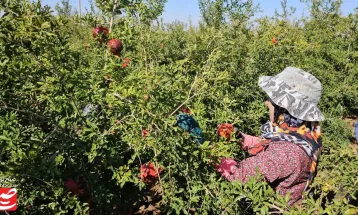 خودنمایی رنگ و طعم در باغ‌های انار خلیل‌آباد