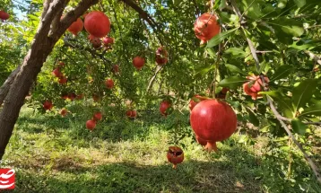 خودنمایی رنگ و طعم در باغ‌های انار خلیل‌آباد