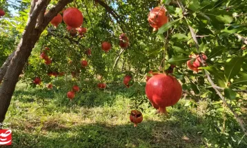 خودنمایی رنگ و طعم در باغ‌های انار خلیل‌آباد