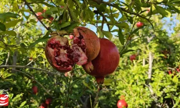 خودنمایی رنگ و طعم در باغ‌های انار خلیل‌آباد