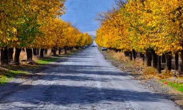 خودنمایی پاییز رنگارنگ در سرخس