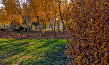 خودنمایی پاییز رنگارنگ در سرخس