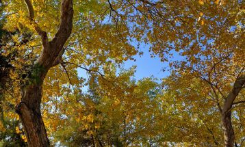 خودنمایی پاییز رنگارنگ در سرخس