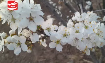 جلوه شکوفه‌های بهاری در بایگ و کدکن