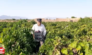 درخشش یاقوت‌های بنفش در تاکستان های خلیل‌آباد