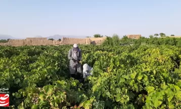 درخشش یاقوت‌های بنفش در تاکستان های خلیل‌آباد