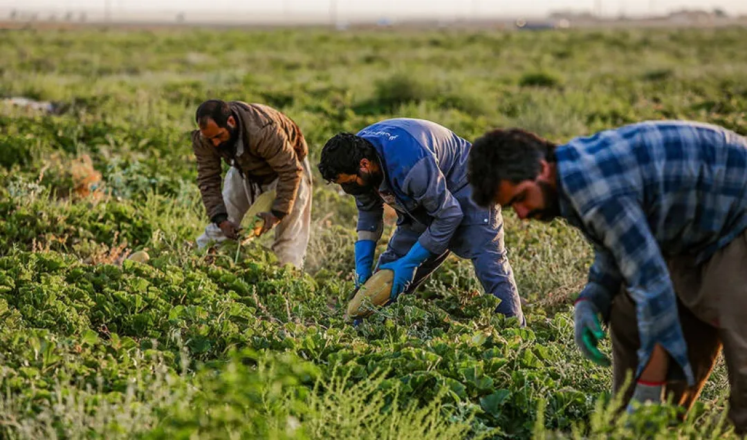 برداشت خربزه از مزارع تربت‌جام