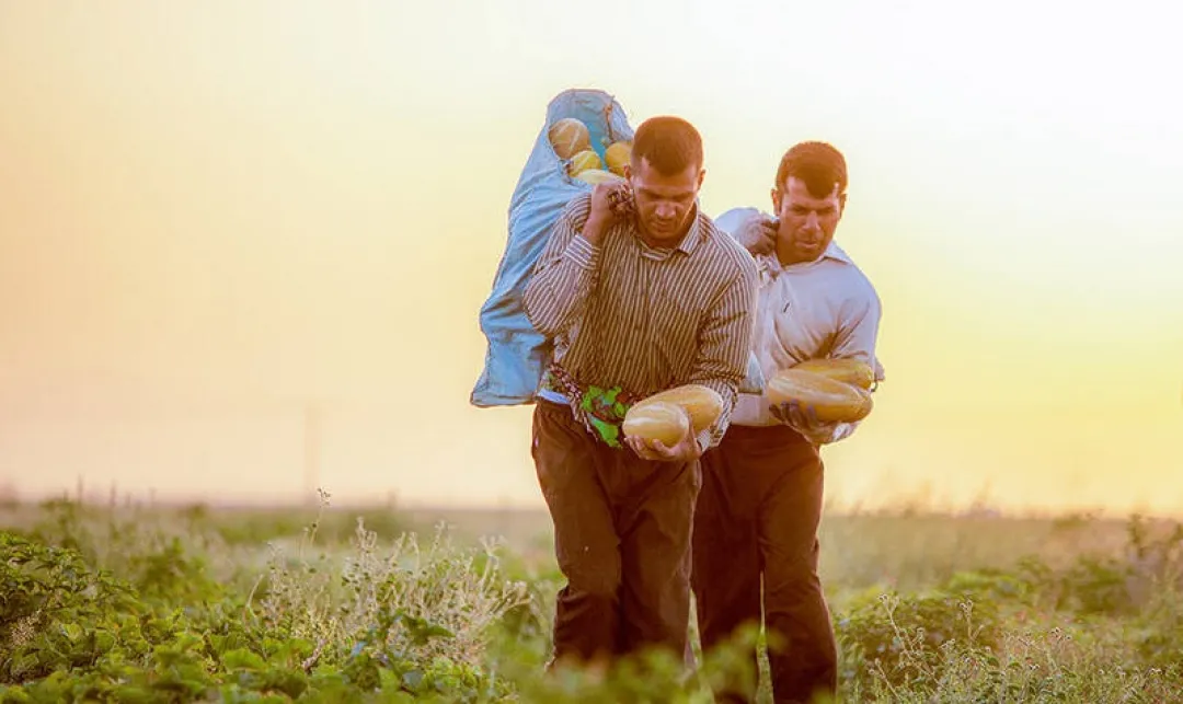 برداشت خربزه از مزارع تربت‌جام