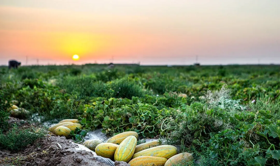 برداشت خربزه از مزارع تربت‌جام