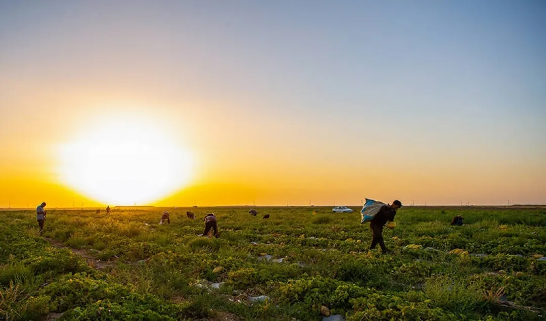 برداشت خربزه از مزارع تربت‌جام