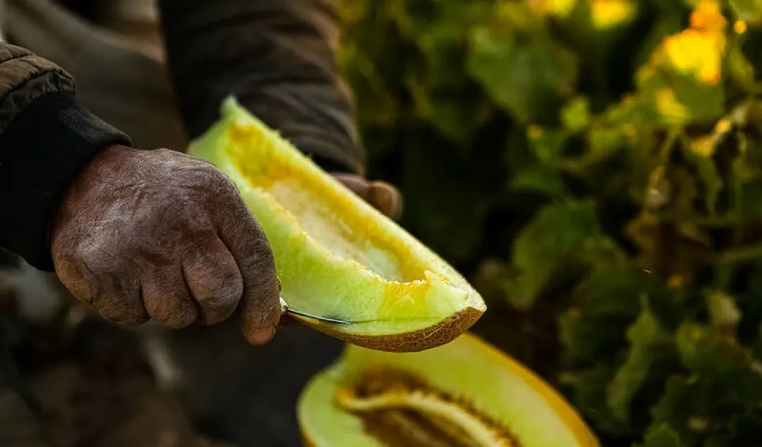 برداشت خربزه از مزارع تربت‌جام