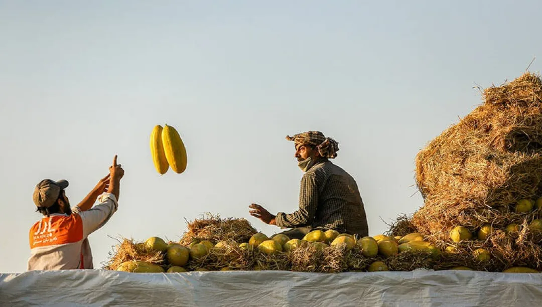 برداشت خربزه از مزارع تربت‌جام