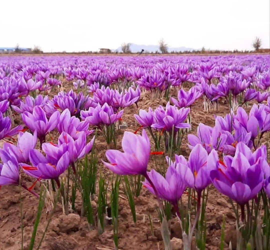 باید زنجیره ارزش افزوده زعفران را کامل کنیم