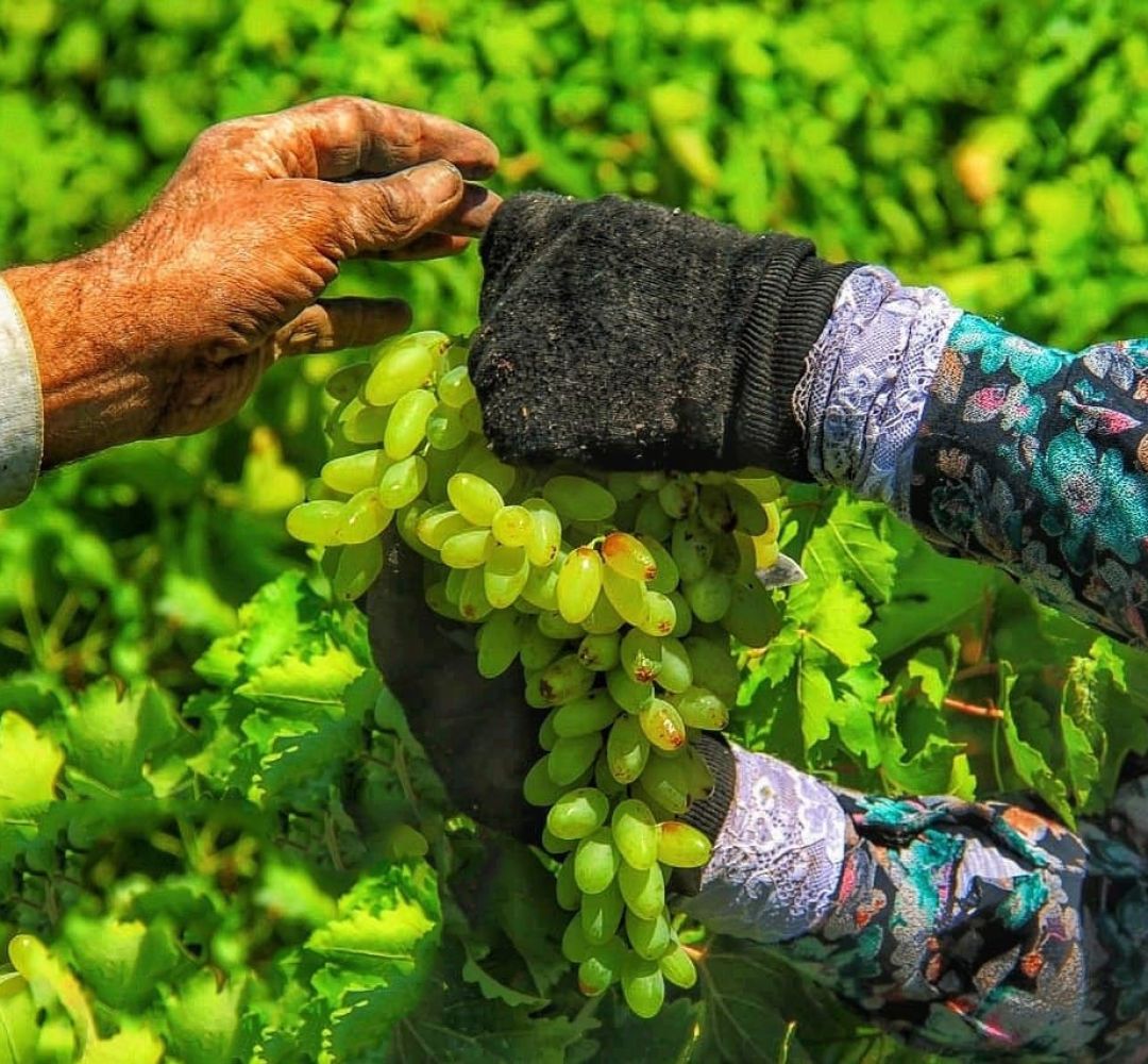 کشاورزی خلیل‌آباد؛ از سنت تا آینده‌ای هوشمند