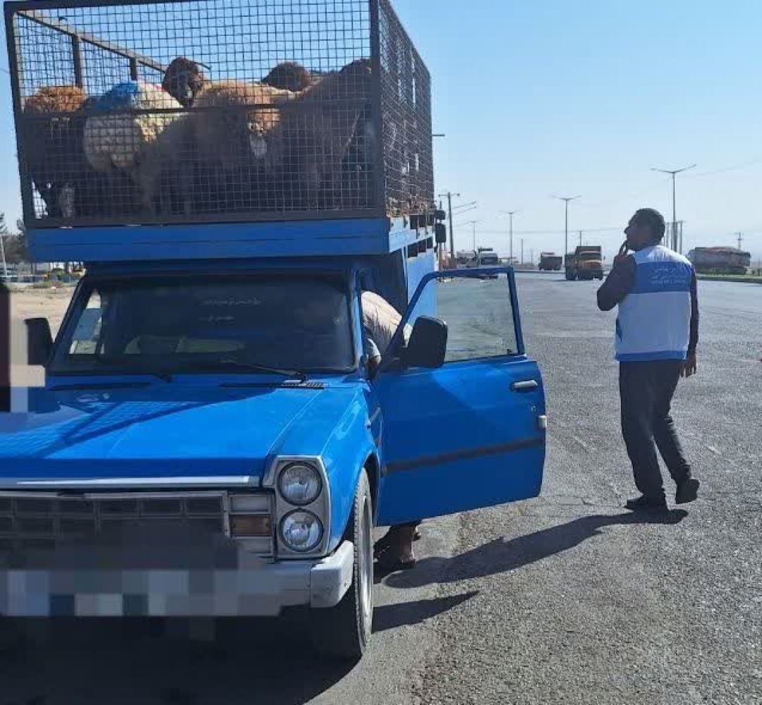 توقیف محموله ۳۴ رأس دام در سبزوار