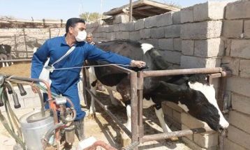 واکسیناسیون ۱۲۵ هزار رأس دام علیه تب برفکی