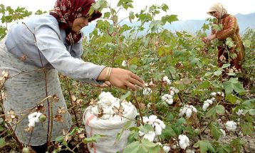 آغاز برداشت پنبه در شهرستان تربت‌حیدریه