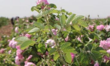 آغاز برداشت گل محمدی در تربت‌جام