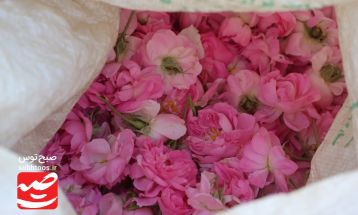 روزهای پایانی برداشت گل محمدی در گناباد