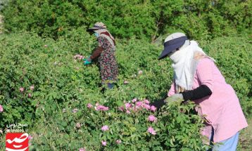 روزهای پایانی برداشت گل محمدی در گناباد