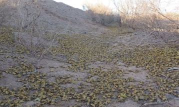 مبارزه گسترده با آفت ملخ کوهان‌دار در گناباد