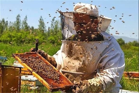 توصیه‌های دامپزشکی برای نجات زنبورها از گرما