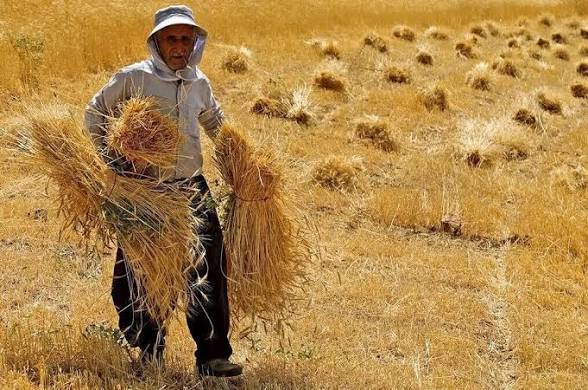 بخشی از مطالبات گندم‌کاران خراسان رضوی پرداخت شد
