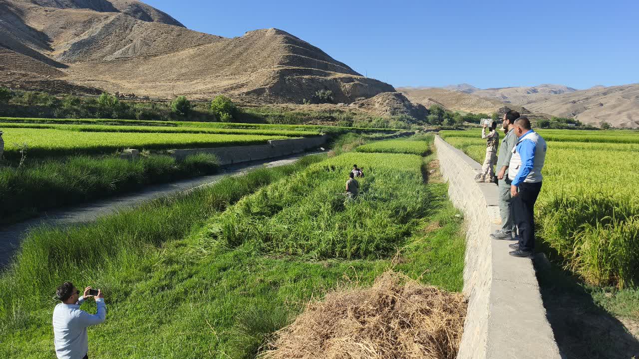 برخورد قانونی با کشت غیرمجاز شالی در درگز