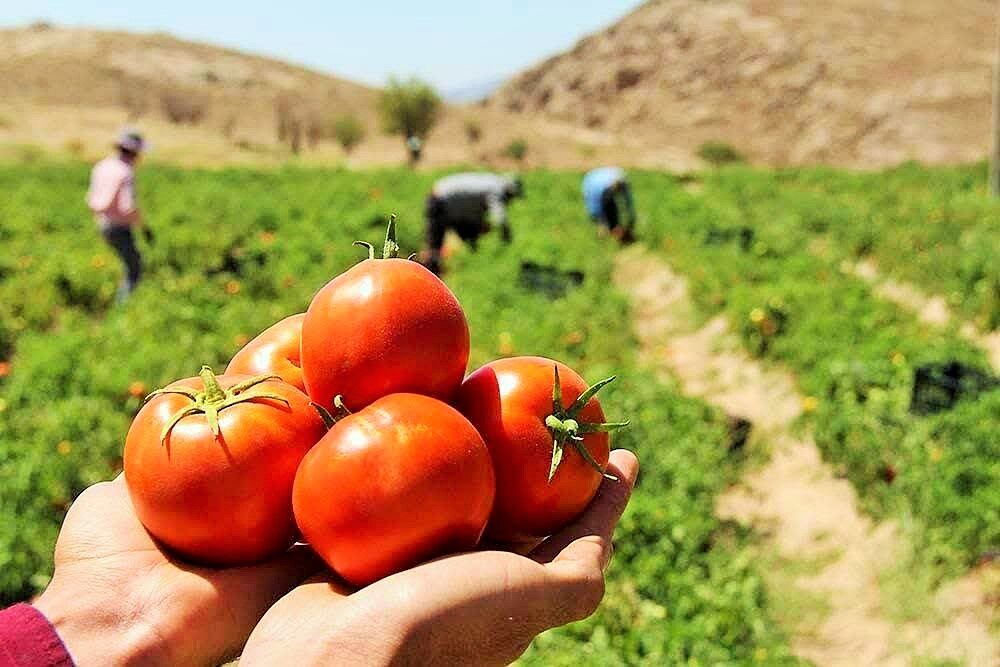 گلایه کشاورزان نسبت به نرخ پایین خرید گوجه‌فرنگی