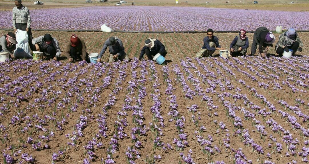 مافیای زعفران در کمین بازار ۲۵۰ همتی