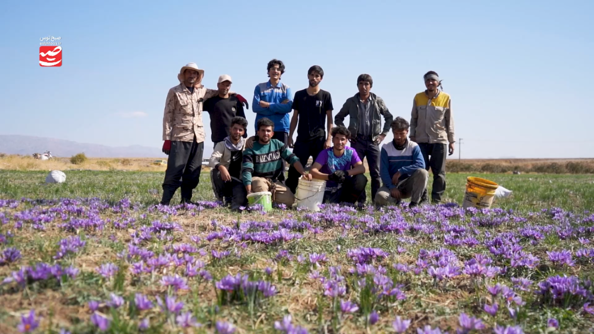 کارگران زاوه با دستمزد پایین گل می‌چینند
