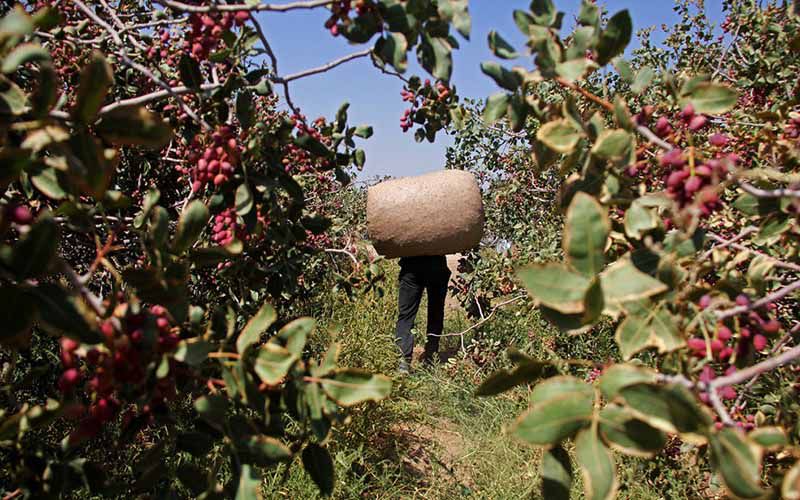 سارقین ۱۰ فقره سرقت پسته در رشتخوار شناسایی و دستگیر شدند