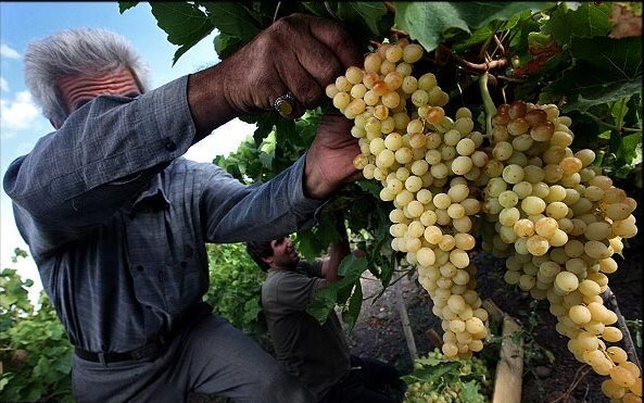 پیش‌بینی کاهش ۳۰ درصدی برداشت انگور در خلیل‌آباد