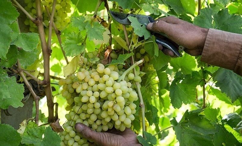 پیش‌بینی برداشت بیش از ۷۲ هزار تن انگور از تاکستان‌های کاشمر