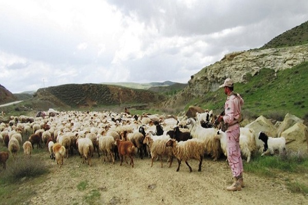 مهار ۳۵۰ رأس احشام توسط مرزبانان سرخسی