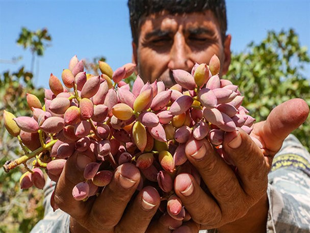 تولید پسته خلیل‌آباد ۵۰ درصد کاهش یافت