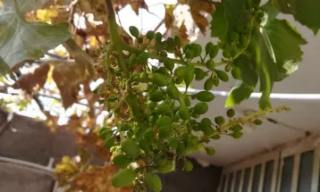 گرمای هوای زمستانی، میوه دادن درختان در رشتخوار
