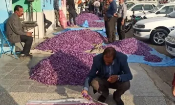راه‌اندازی بزرگترین بازار گل زعفران ایران در تربت‌حیدریه