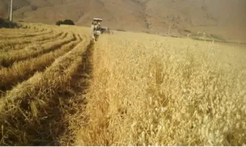 رتبه نخست نیشابور در خرید جو حمایتی