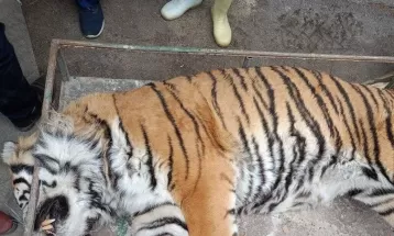شانه برخی جن است و بار مسئولیت بسم‌الله