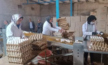 راه‌اندازی فارم مرغ تخم‌گذار در رشتخوار
