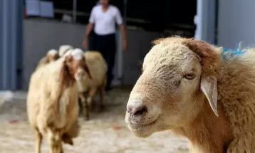 سرقت 8 رأس گوسفند با سواري پژو ۴۰۵
