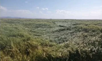 خسارت بارندگی‌ها به بخش‌ کشاورزی در رشتخوار