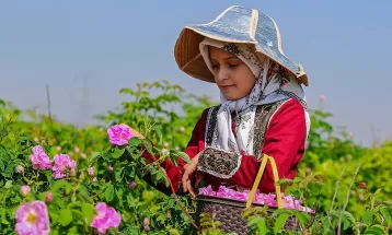 پیش‌بینی برداشت 140 تُن گل محمدی در گناباد