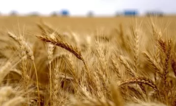 ساماندهی ۷ مرکز برای خرید گندم کشاورزان تربت‌حیدریه