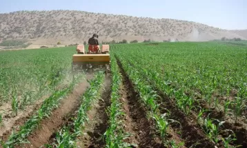 اختصاص ۳هزار هکتار به کشت ذرت در نیشابور