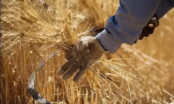 پیش‌بینی برداشت ۱۵ هزار تن گندم در رشتخوار