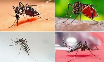 بستری بیمار مبتلا به تب‌‌دِنگی در خراسان‌رضوی